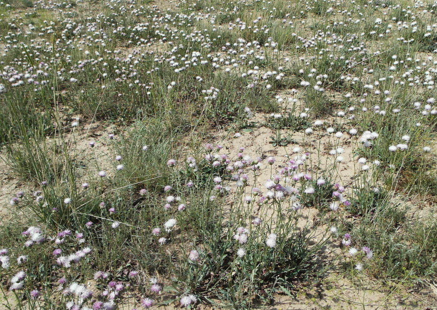 Image of Klasea marginata specimen.