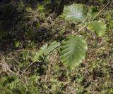 Fagus