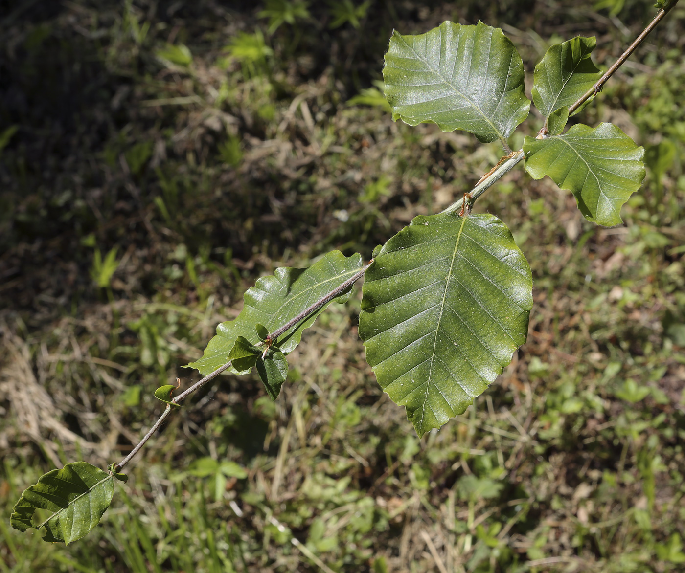 Image of genus Fagus specimen.