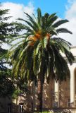 Phoenix canariensis. Плодоносящее растение. Абхазия, г. Сухум, в культуре. 25.09.2022.