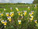 Viola tricolor