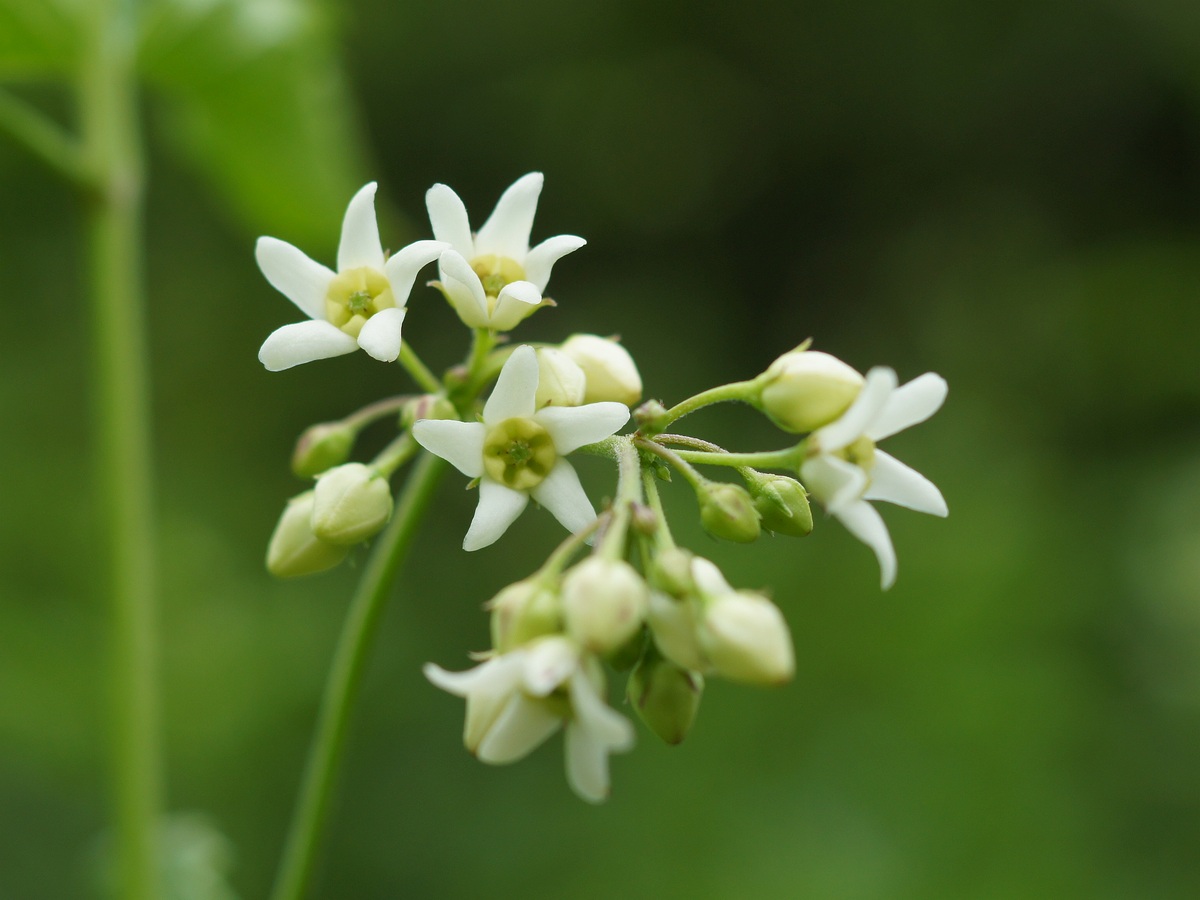 Изображение особи Vincetoxicum albovianum.