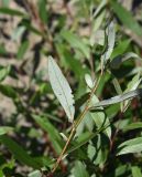 genus Salix. Верхушка побега. Республика Адыгея, левый берег р. Белая, 30 м ниже устья руч. Сибирь, на скале. 31 июля 2022 г.