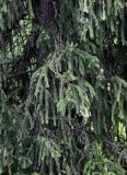 Picea schrenkiana