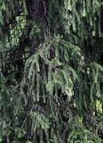 Picea schrenkiana. Верхушки ветвей. Киргизия, Джалал-Абадская обл., Западный Тянь-Шань, долина р. Афлатун, ≈ 1500 м н.у.м., опушка хвойного леса. 11.07.2022.