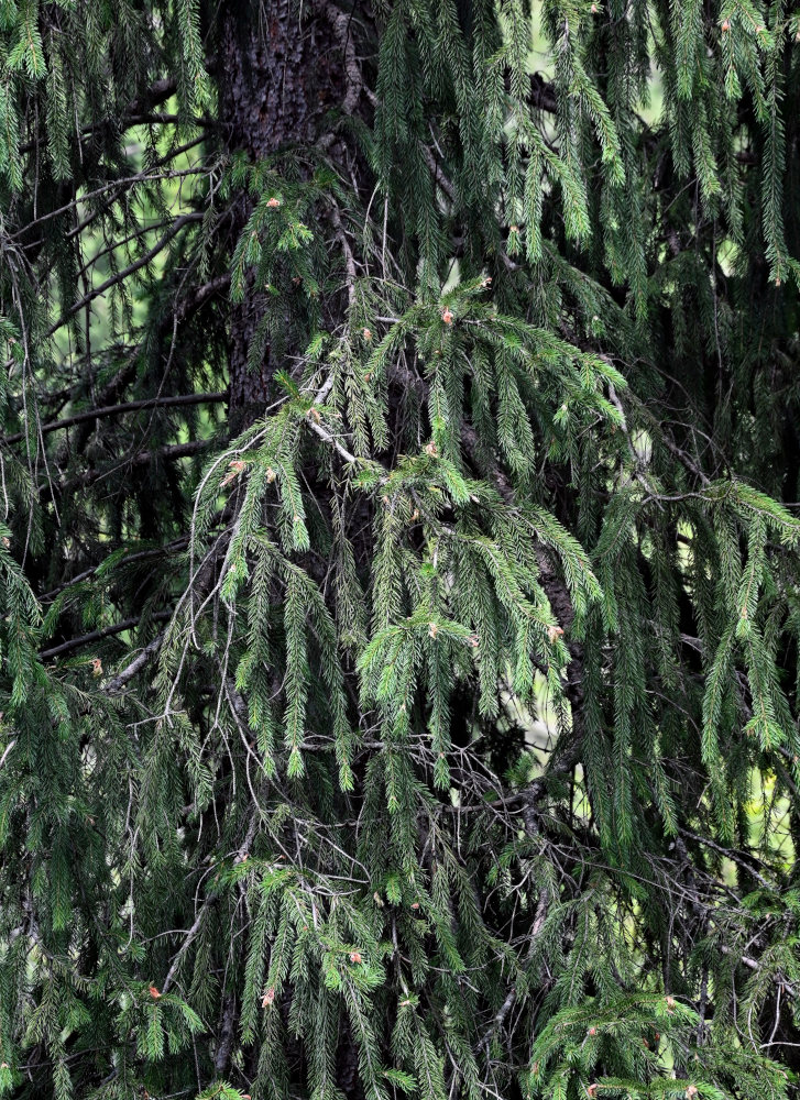 Изображение особи Picea schrenkiana.