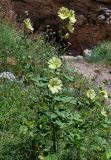 Alcea rugosa. Верхушка цветущего растения. Дагестан, Гунибский р-н, Салтинская теснина, луговой склон у подножия скалы. 30.07.2022.
