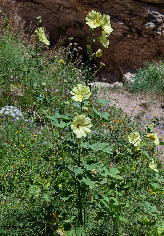 Изображение особи Alcea rugosa.