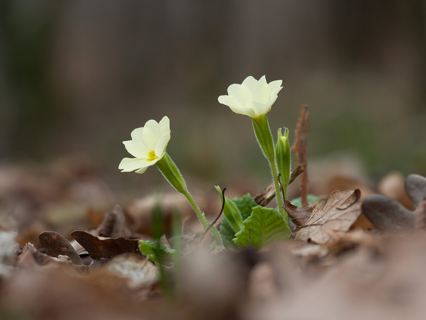 Image of Primula vulgaris specimen.