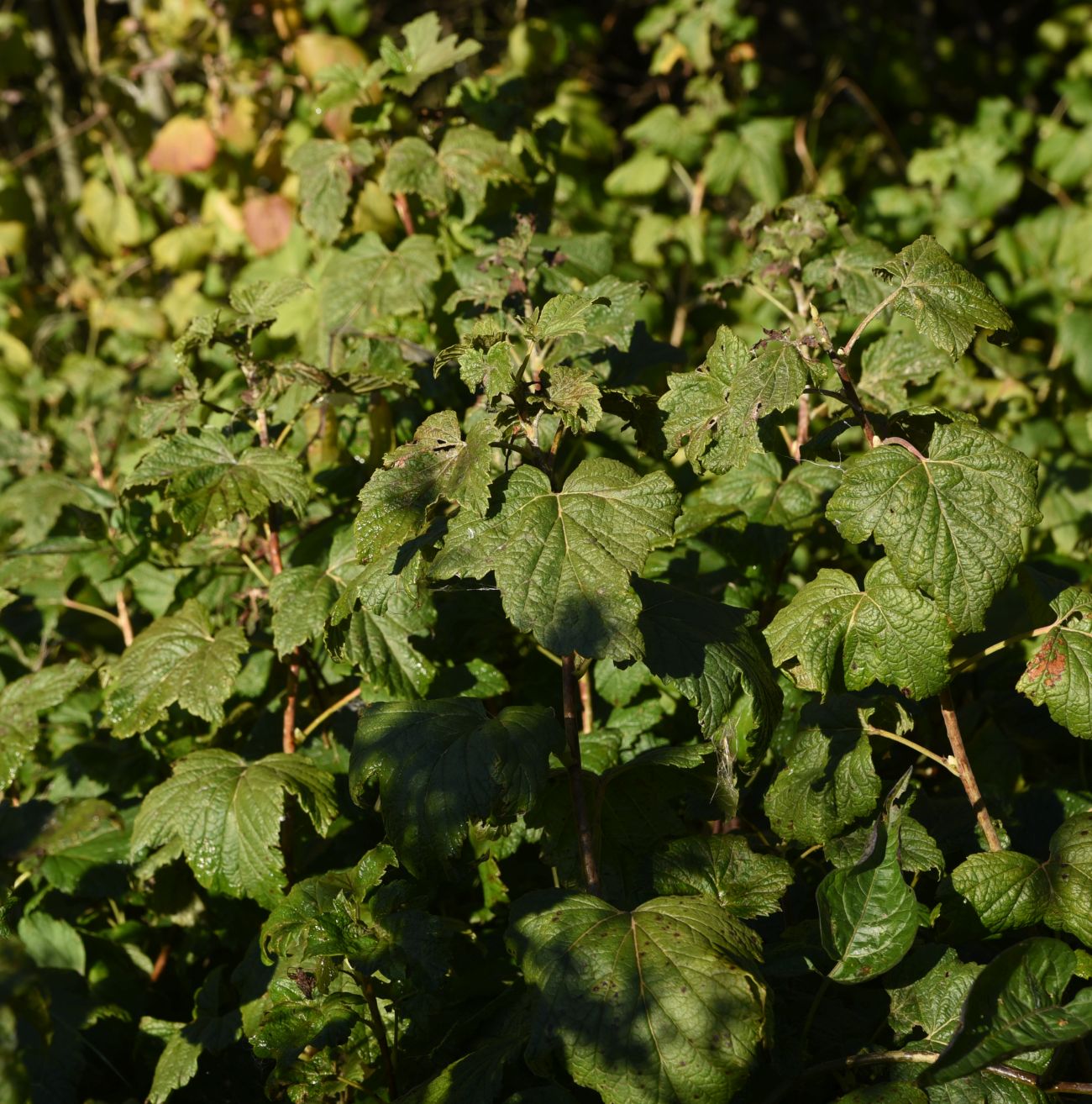 Image of Ribes nigrum specimen.