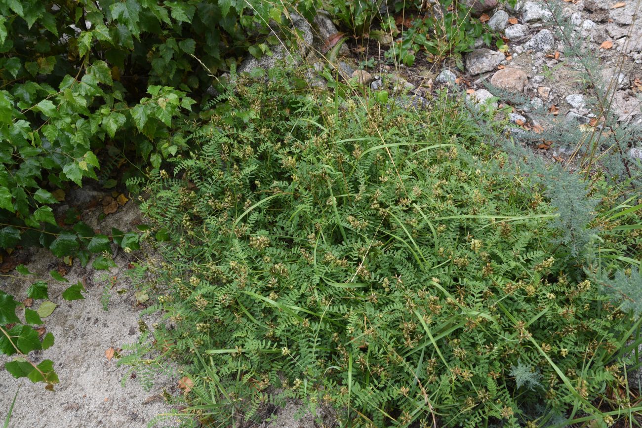 Image of Astragalus cicer specimen.