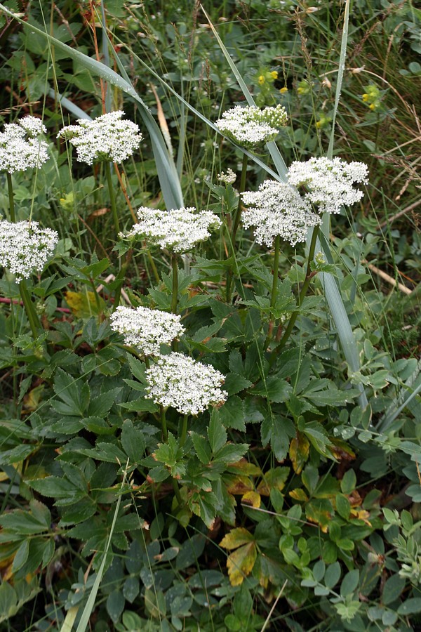 Изображение особи Ligusticum scoticum.