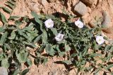 Convolvulus arvensis. Цветущее растение. Таджикистан, Согдийская обл., Исфара, пестроцветы. 3 мая 2023 г.
