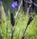 Iris sanguinea