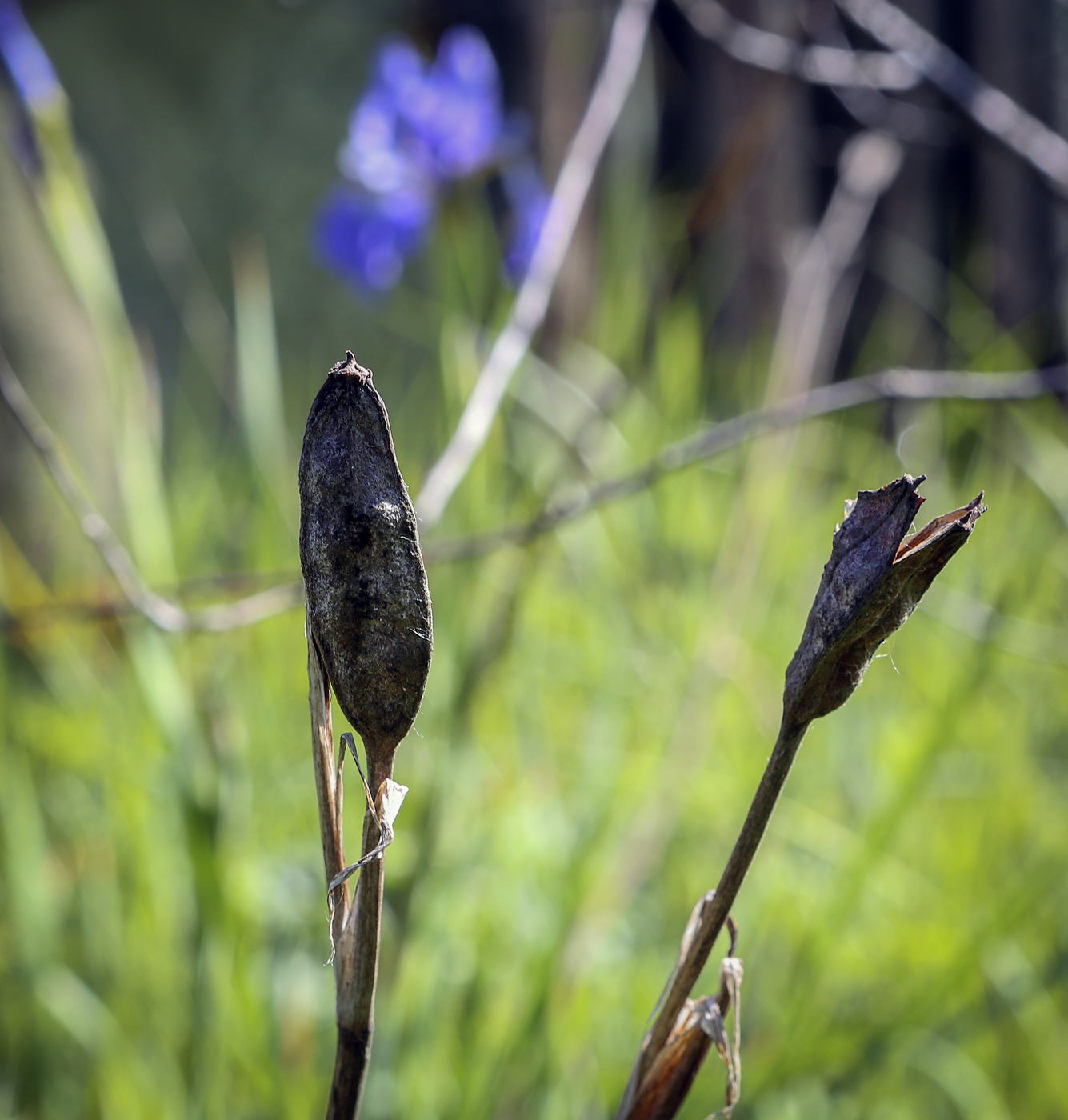 Image of Iris sanguinea specimen.