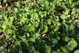 Asarum europaeum. Заросль. Санкт-Петербург, Дудергофские высоты, широколиственный лес. 12.05.2023.