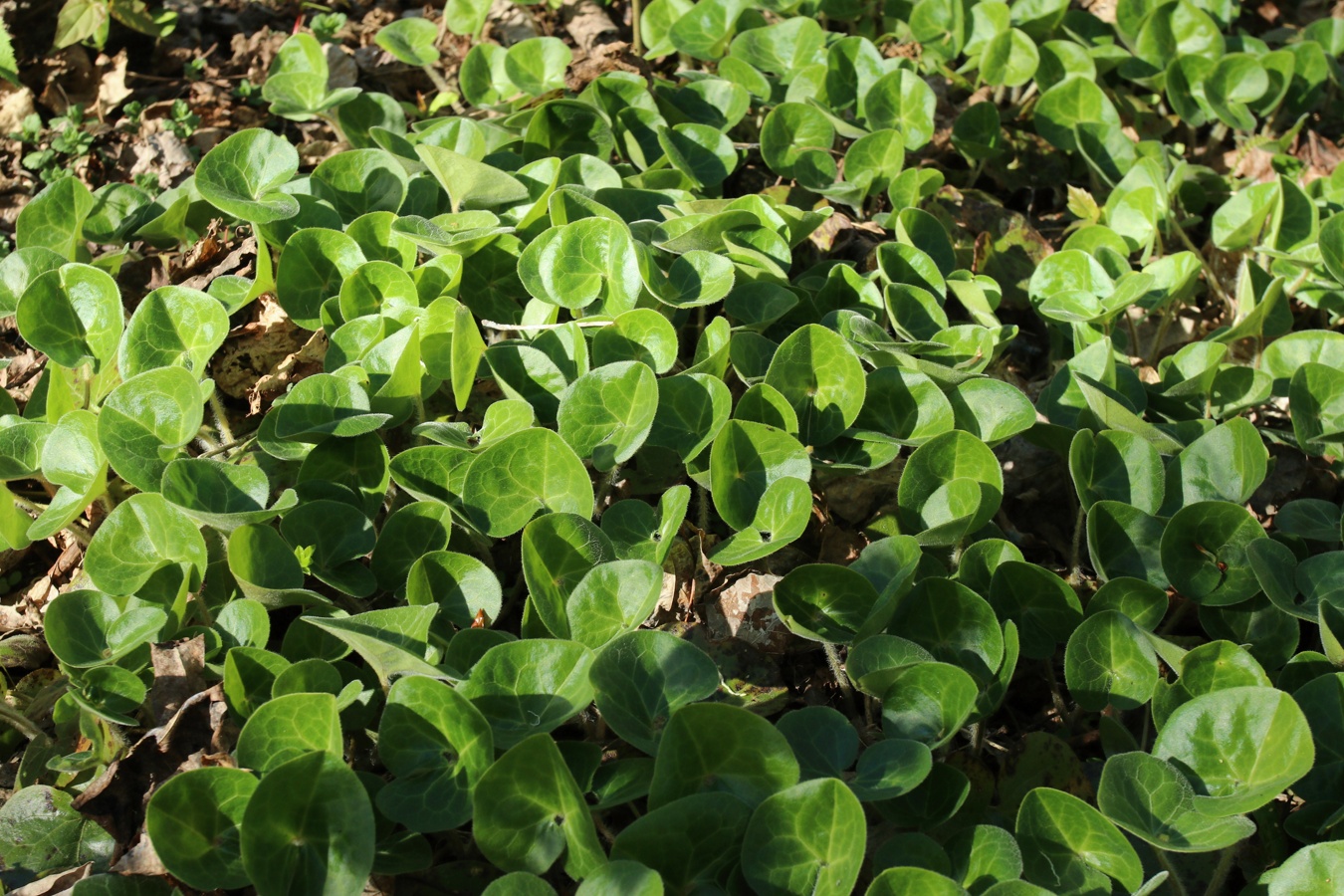 Изображение особи Asarum europaeum.