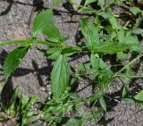 Verbena litoralis. Часть веточки. Чили, обл. Valparaiso, провинция Isla de Pascua, г. Hanga Roa, двор гостиницы. 05.03.2023.