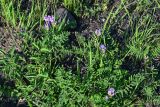 genus Astragalus