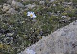 Chrysanthemum zawadskii. Цветущее растение. Республика Саха, Оленёкский улус, плато, ок. 600 м н.у.м., каменистая тундра. 26.07.2023.
