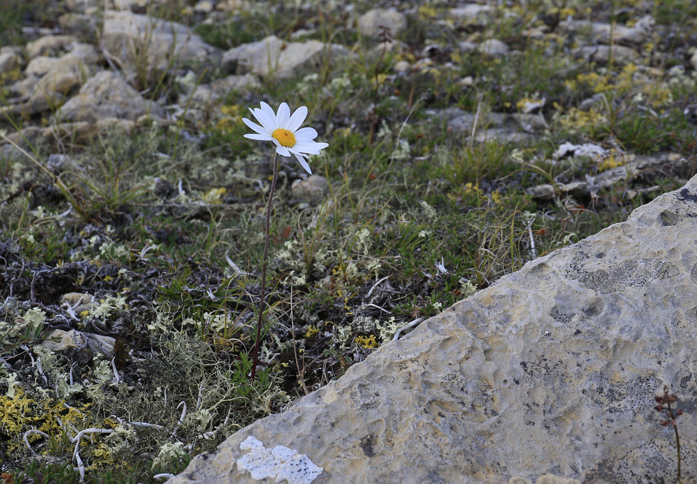 Image of Chrysanthemum zawadskii specimen.