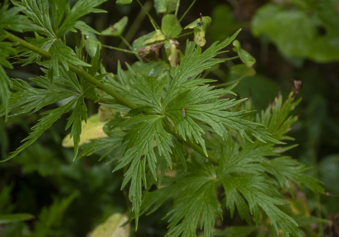 Изображение особи Aconitum nasutum.