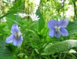 Viola ruppii