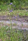 Aquilegia parviflora