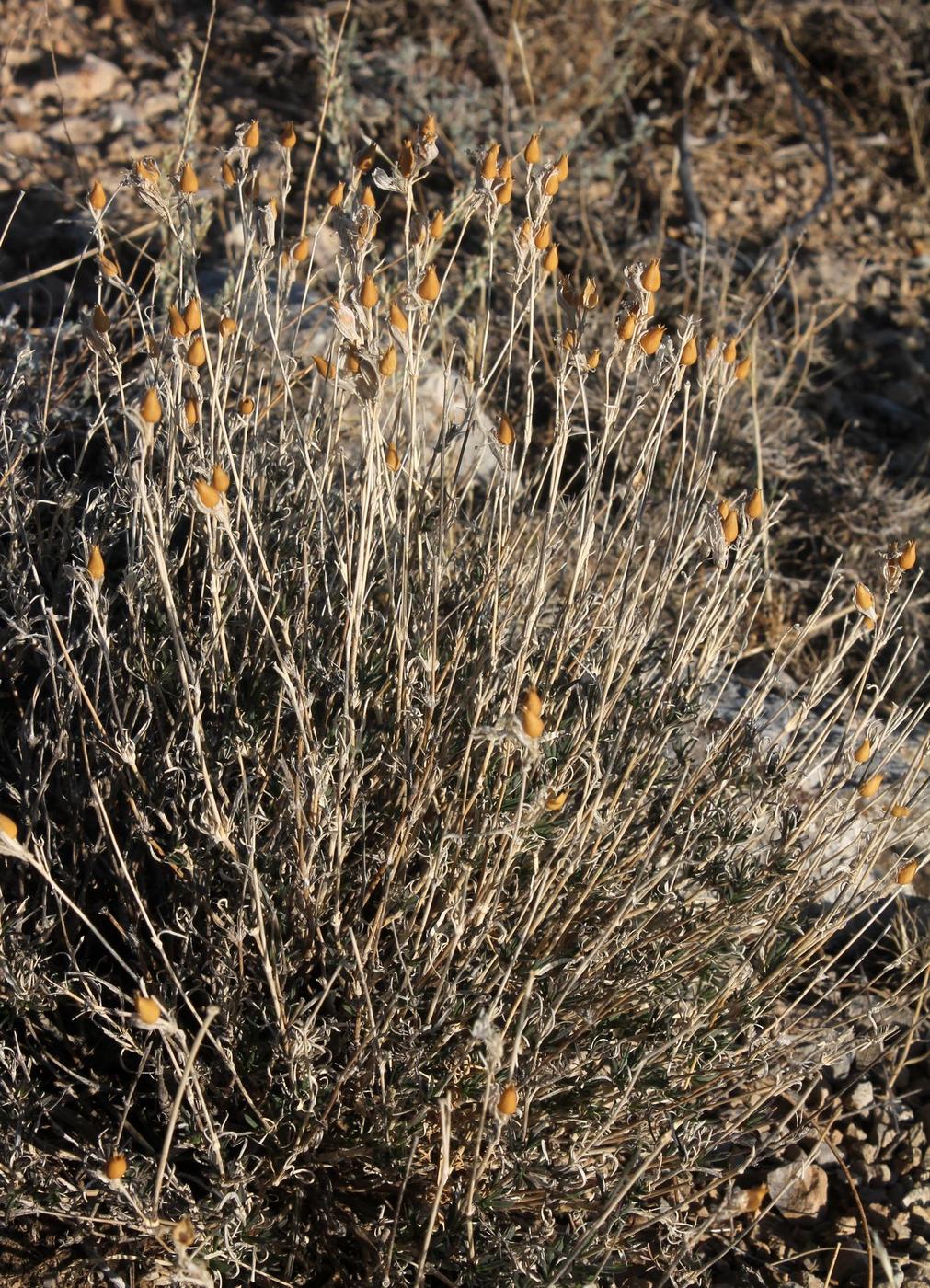 Image of Silene kuschakewiczii specimen.