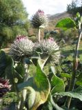 Arctium tomentosum. Побеги с соцветиями. Южный Казахстан, Таласский Алатау, запов. \"Аксу-Жабаглы\", устье ущ. Талдыбулак, 1250 м н.у.м., усадьба кордона \"Талдыбулак\". 4 октября 2023 г.