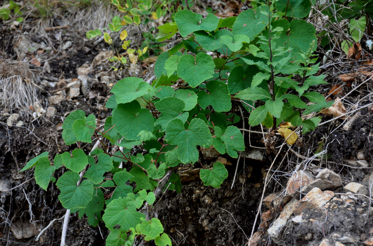 Изображение особи Vitis amurensis.