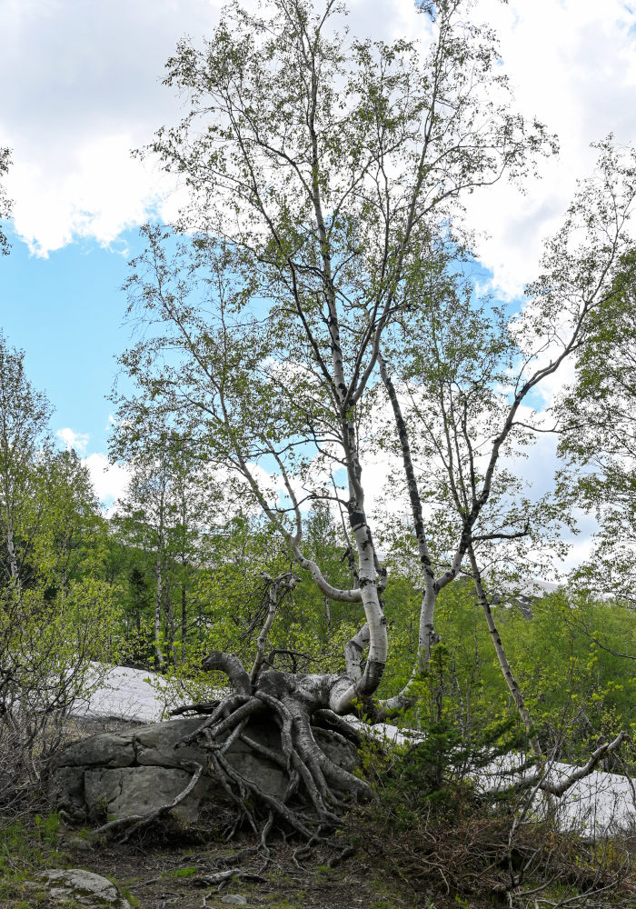 Image of Betula tortuosa specimen.