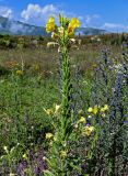 Oenothera biennis. Верхушка цветущего и плодоносящего растения (справа видны цветущие Echium vulgare). Чечня, Итум-Калинский р-н, окр. с. Ведучи, ≈ 1500 м н.у.м., луговой склон. 27.07.2022.