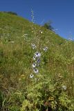 Delphinium dasycarpum
