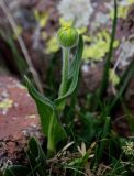 Doronicum oblongifolium