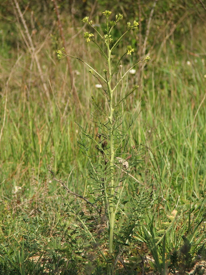 Image of Sisymbrium altissimum specimen.