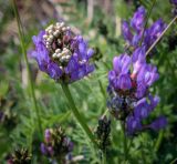 Astragalus danicus