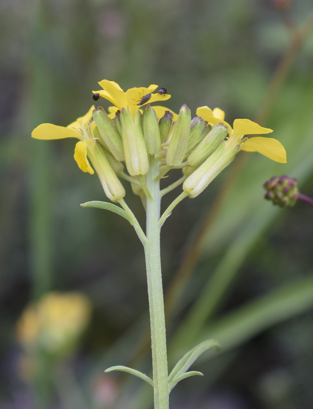 Изображение особи Erysimum ruscinonense.