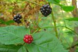 Rubus nessensis