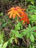 Lychnis fulgens. Цветущее растение. Амурская обл., Архаринский р-н, окр. с. Кундур, опушка широколиственного леса. 29.08.2023.