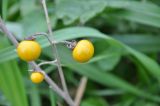 Solanum elaeagnifolium