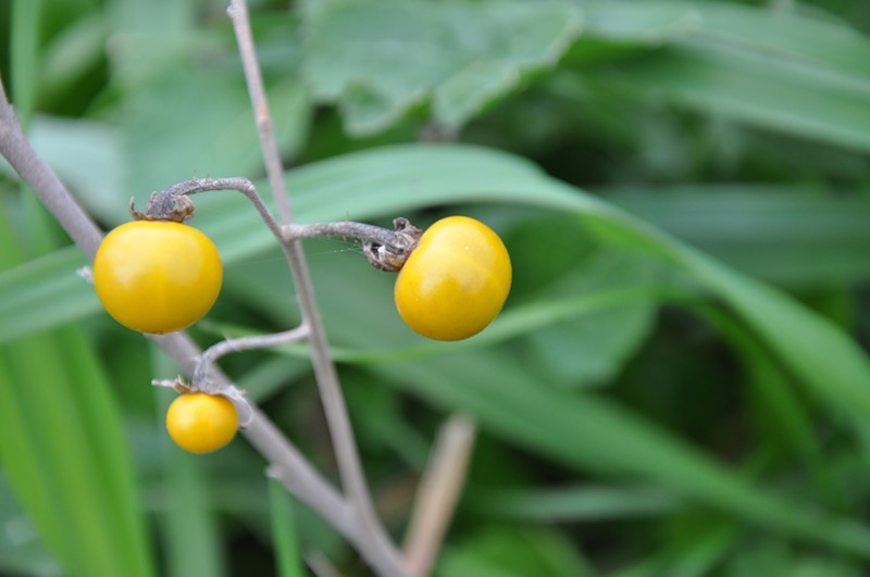 Image of Solanum elaeagnifolium specimen.