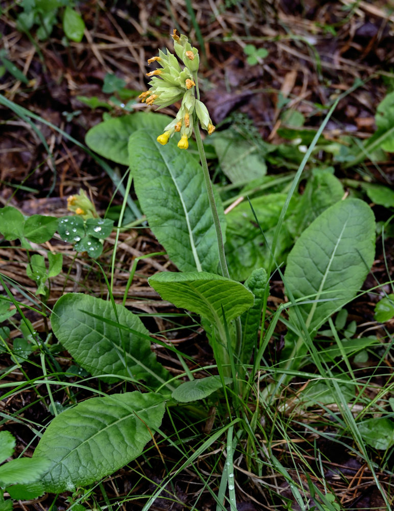 Image of Primula macrocalyx specimen.