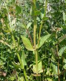 Nepeta nuda