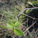 Cotoneaster melanocarpus