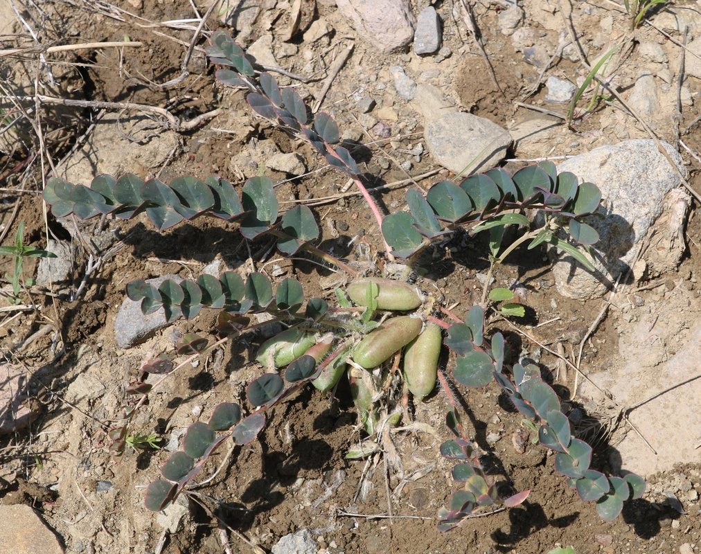 Image of Astragalus fabaceus specimen.