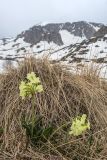 Primula ruprechtii. Цветущие растения. Адыгея, Майкопский р-н, плато Лаго-Наки, окр. оз. Псенодах, ≈ 1950 м н.у.м., субальпийский луг. 02.05.2024.