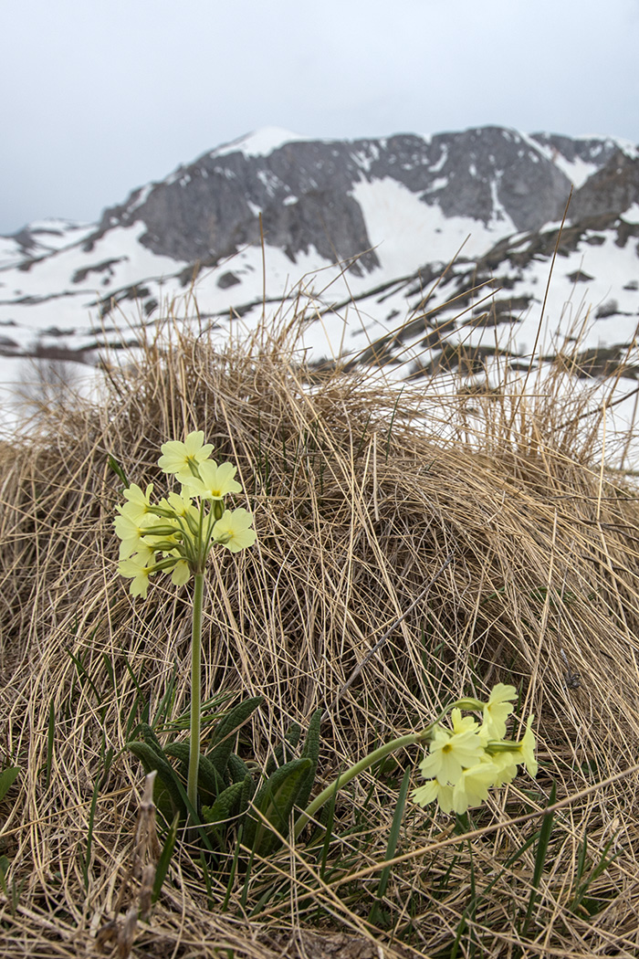 Image of Primula ruprechtii specimen.