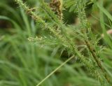 Carduus acanthoides