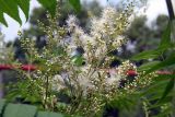 Sorbaria sorbifolia. Соцветия. Псков. 14.07.2006.